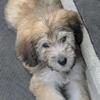 SOLD Rare Sable Flandoodle  Next Litter * Fall 2026