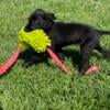 Malinois/Goldendoodle Mix Puppy Needs a Home