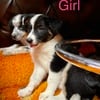 Australian Heeler puppies