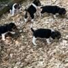 beagles puppies for sale