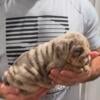 ENGLISH BULLDOG PUPPIES (5 AKC Puppies)