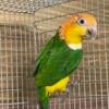 White Bellied Caiques for sale or trade