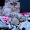 Willing to stud my male Dollface Persian