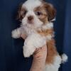  SHIH TZU PUPPY Red and white liver