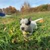 Female blue heelers