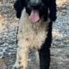 AKC Standard Parti Poodle Male -3 year old 