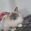 Purebreed female ragdoll