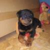 Huge German Rottweiler Puppies