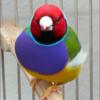 European Lady Gouldian Hens and pairs