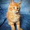 TICA Maine Coon Kittens