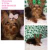 AKC Yorkshire Terrier chocolate female
