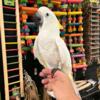 Tamed and lovely cockatoos looking for their forever loving homes