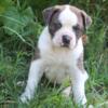 Alapaha Blue-Blood Bulldog Puppies