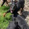 Doberman Male Black/Rust Puppy