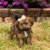 Cavapoo male and female puppies in Indiana 