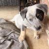 Blue heeler puppies ready to go home First week February