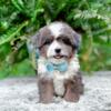 Miniature/Toy Size Aussiedoodle-AussiePoo Black/white & Blue Merles