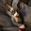 Bambino Sphynx /15 weeks Old / Boy/ Ready Now/ Indianapolis