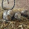 Holland Lops