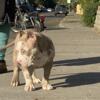 American bully puppies