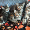 3 absolutely adorable tabby mixed kittens