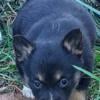 Purebred Corgi Puppies 