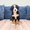 Iris - Bernese Mountain Dog