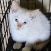 Siamese male kittens flamepoint/snow shoe