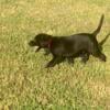 AKC British Labrador Retriever Pups For Sale