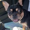 Black tri male French Bulldog puppy