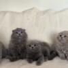 Scottish Fold/ Straight Kittens