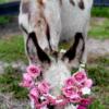 Beautiful Family Quality Pet's Mini donkeys pony and friends ( mini cow livestock) Downsizing