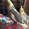 cockatiel yellow pied baby