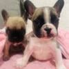 6 week old frenchies ready for new homes soon!