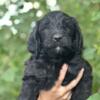 F1b Labradoodles Ready to go August 7th