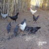 Pullets / Chickens / Hens/  Turkeys