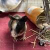 REHOMING SKINNY PIG!