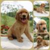 Akc golden retrievers! Ready August 13th!