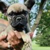 French Bulldog Puppy Ready Today