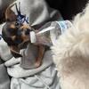 Tiny chiweenie