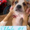 *CHAMPAGNE COLOR* >Gotti Pocket Bully X AmericanXL Bully = Puppies for sale