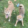 Small size Shiba inu puppies  !