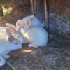 NEW ZEALAND  White RABBITS