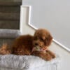 Maltipoo brown 5 months