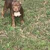 5 mth old puppies for a GREAT price dual registered ukc/abkc papers in grand UTD Shots