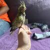 Cockatiels 