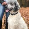 6 year old male standard poodle (AKC registered, fully health tested and neutered)