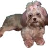 Adult female shihtzu * PENDING *