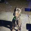Doberman Looking to rehome