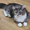 Playful, cuddly, muted calico 1.5 year old female cat for sale